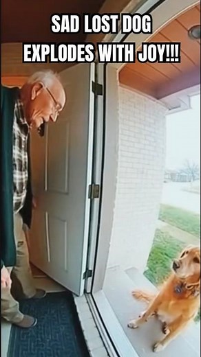 LOST DOG EXPLODES WITH JOY AFTER FINDING OWNER!!! Cute dog reunited with owner [AI] #shorts