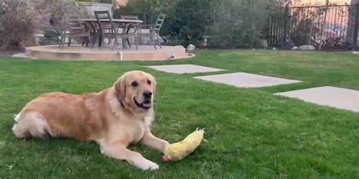 ‘I just freaked out’: Dog given rat poison with metal hooks in backyard, owner says