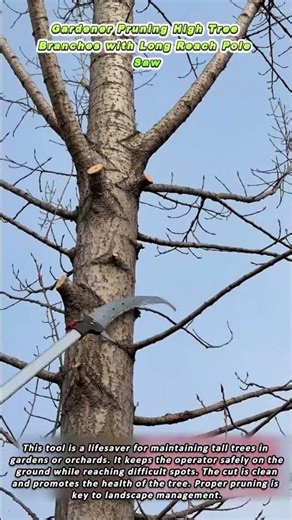 Gardener Pruning High Tree Branches with Long Reach Pole Saw