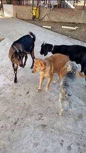 489K views · 10K reactions | Las Cabras que se creen perros Se Adueñan del Patio y paso esto con mi perro  | Jefferson Rescata | Facebook