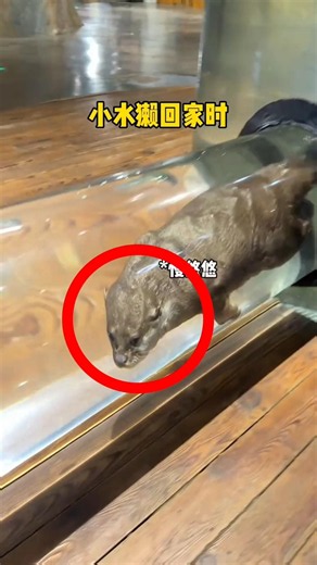 Unbelievable: Today this otter narrowly escaped death from starvation😟 #shortsfeed.