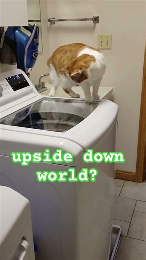 cats afraid of new washer 🤣😼#cat #pets #funny #funnyanimals #shorts