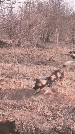 extraordinary warthoog attacks on wild dogs