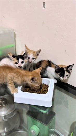 Cara Mengusir Kutu Kucing Secara Efektif