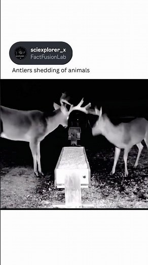 Why Do Deer Shed Their Antlers Every Year? 🦌 #viral #shorts#science #physics #animals #shortsfeed