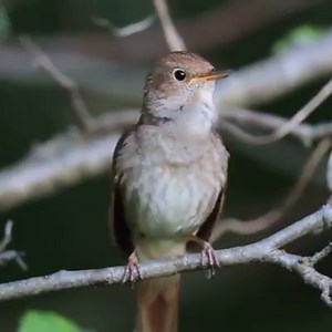 The Nightingale's Song | Pure Land