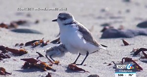 Surf Beach near Lompoc reopens early after annual closure for Snowy Plover conservation
