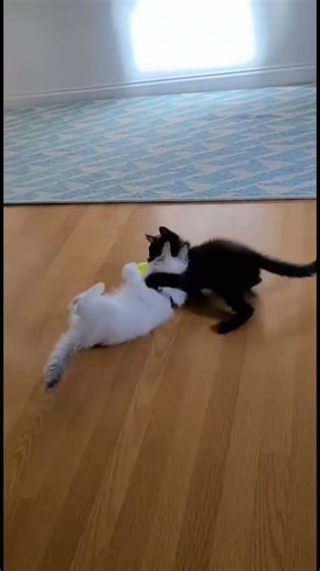 Baby kittens playing with their toys🥹