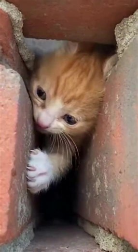 Heartwarming Rescue Story of a Sad Kitten