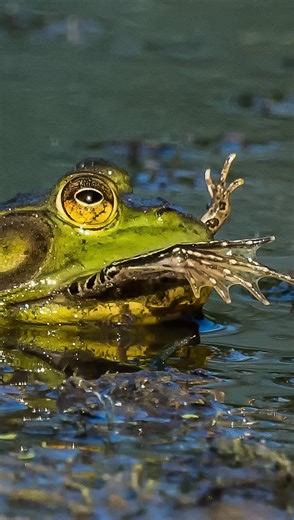 The Headwaters Podcast on Instagram: "🐸 Did you know the American bullfrog eats fish, birds, mice, and other frogs? In our episode called “Saving Species,” which is our second-most popular podcast to date, we go hunting for these bullfrogs with monstrous appetites on the American border where they’re encroaching into the Columbia Basin and gobbling up endangered Northern Leopard frogs. How do we kill dozens of bullfrogs in one night? Listen in to find out. We also report about saving the Southe