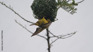 Weaver bird nesting in a tree in early morning in South Africa.