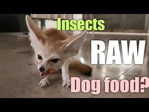 Top 5 Must-Knows About Fennec Fox Diet | Cat or Dog Food