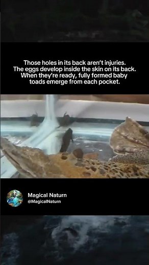 This toad gives birth through its own back