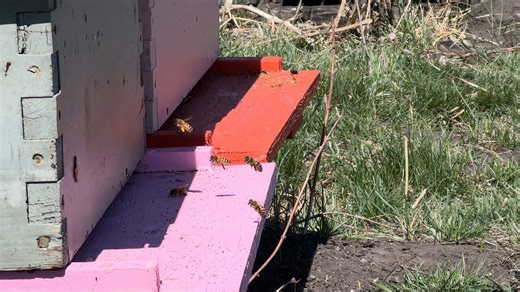 RCMP investigating beehive thefts east of Okotoks