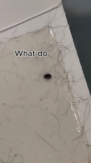 Identifying Carpet Beetle Infestation: Signs & Damage