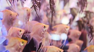 Download Angelfish swimming in Aquarium Tank for free