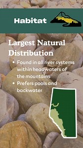 Let’s talk about one of Albert’s O-fishal icons, the bull trout! One of the three native trout species of Alberta, bull trout has the largest natural distribution of any trout in Alberta. Bull trout can be found in all river systems within headwaters of the mountains, preferring pools and backwater areas to fast-moving riffles and rapids. One of the species’ favourite foods is mountain whitefish, but they can be found munching on other fish, aquatic invertebrates, crustaceans, molluscs, and inse