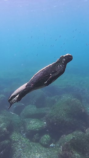 3.6K views · 40 reactions | Godzilla, is that you? 樂 Found...