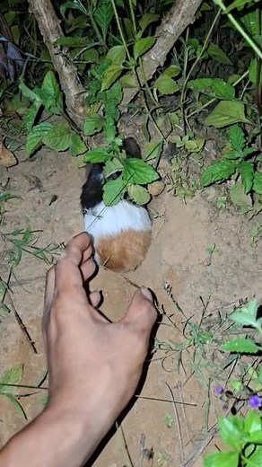 This animal looks like it's confused #reelsvideo #fyp #animals | Lalisa A Ja