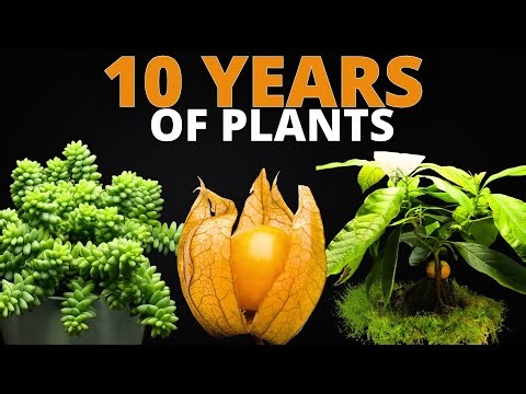 I Filmed 20 Plants for 10 Years (TIMELAPSE Compilation)