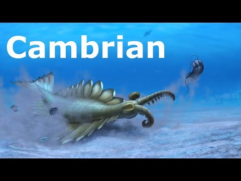The Cambrian Period Summarized