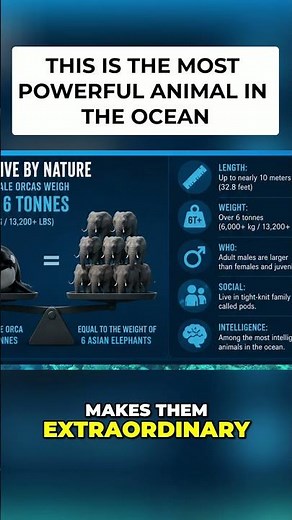 ORCAS are the most powerful animal in the ocean!