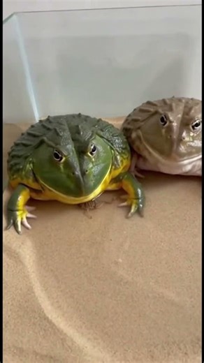two large adult frogs inside the box one frog noticeably more aggressive and fast #reels #frog