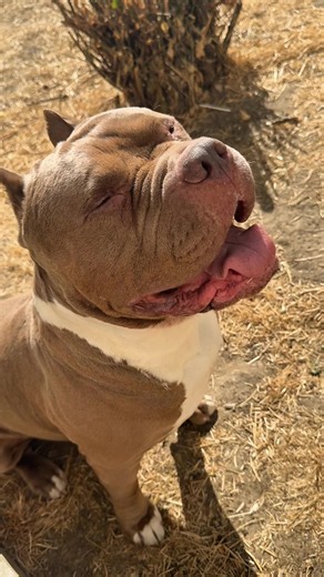 Les bully et l’été c’est dangereux , faite attention à vos chiens en ces périodes chaudes 🙏🏼 #bullyxl #americanbully #chien #bully #dogsoftiktok