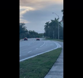 Ducks Being Traffic Cones