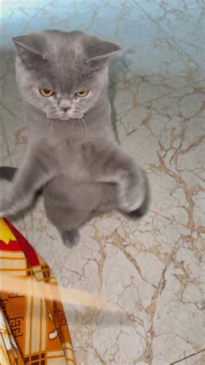 Funny Angry Cat Standing & Fighting Stick 🐱🔥