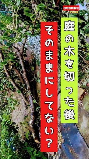 木を剪定した後どうしてる？私はこれ塗ってます🍒《しーの家庭菜園＊暖地桜桃(サクランボ)栽培》