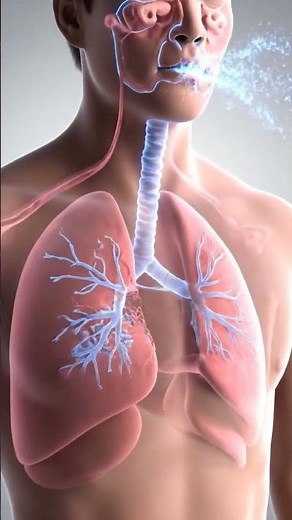 Human Respiratory System Explained | Cinematic 3D Breathing & Gas Exchange Animation