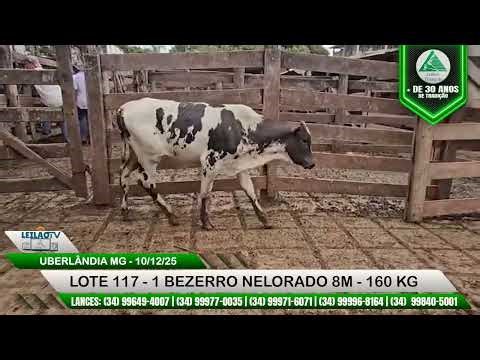 LOTE 117 - 1 BEZERRO NELORADO 8M 160 KG - 290º LEILÕES TRIANGULO - 10/12/25