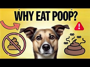 Why Do Dogs Eat Poop? Here’s the REAL Reason!