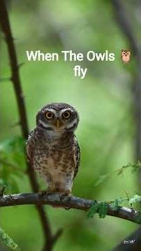 🦉 മൂങ്ങകൾ പറക്കുമ്പോൾ....🦉 When The Owls fly....Owls-The silent Hunters