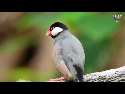 Java finch | Java sparrow | 4K videos