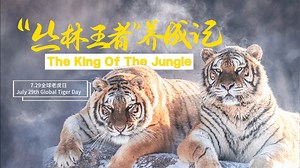 10K views · 237 reactions | Let’s focus on the largest tiger...