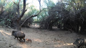 31K views · 1.5K reactions | Watch these baby Javelinas and Salt River wild horses coexisting in the beachy areas along the river in the Tonto National Forest! Enjoy this beautiful place responsibly. Thank you. SRWHMG. | Salt River Wild Horse Management Group | Facebook