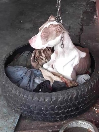 702K views · 10K reactions | Dog spent her days chained so tightly she couldn’t even lower her head to rest — until one neighbor saw her suffering and decided to take action.... | Pet Lover | Facebook