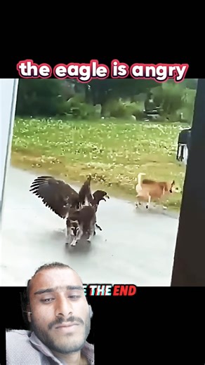Eagle vs Dog 🦅🐶 | Unexpected Animal Fight | Must Watch #shorts