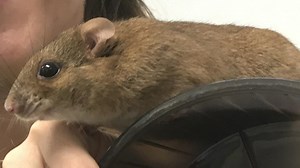 Is ‘Destructor’ the rat a true survivor?