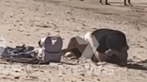 Couple caught getting hot and heavy on a packed beach (7 News)