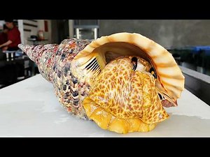 GIANT ALIEN CONCH Vietnamese Street Food
