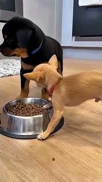 Chihuahua vs Rottweiler 🐶 Who’s the real boss? 😱