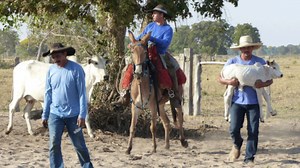 Taxa de mortalidade de bezerros tem de ser “zero”, afirmam especialistas