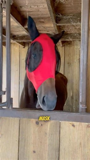 Why Horses Wear These Masks — A Simple but Smart Solution 🐴🪰
