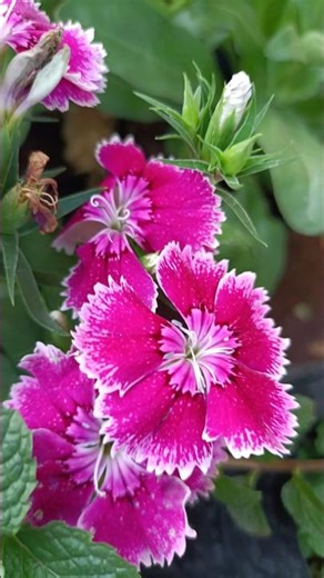 Beautiful Pink Dianthus Flower Bloom 🌸 | Amazing Garden Flower | Nature's Aura B6U #shorts