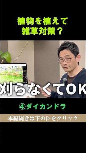 雑草対策に有効なグランドガバー植物ダイカンドラは芝と比べて刈らなくて良いからお手入れがすごく楽 #shorts