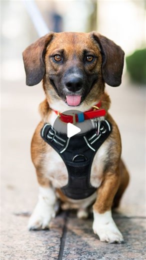 The Dogist on Instagram: "Oscar, Dachshund/Beagle mix (3 y/o), Battery Park City Esplanade, New York, NY • “I got him in late January from @muddypawsrescuenyc. His sister was adopted at the same time – they came up from Kentucky. He sleeps the majority of the time, and he loves his pup cups. He does a cute little side sit. I love the companionship of dogs, and I get outside so much more since getting him.” @longboyoscar"