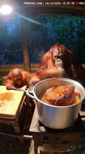 Cameras Catch A Baby Orangutan Doing Something Unreal